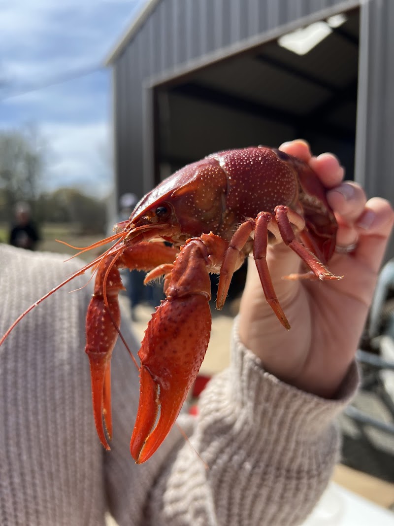 The Crawfish Co. - photo 4