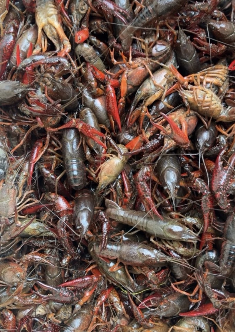 Denton Live Crawfish and Catering! - photo 5