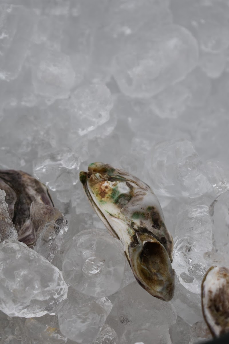 The Mobile Oyster - photo 2